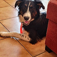 Billy a rejoint le concours — aidez-le/la à gagner de superbes lots ! dog, border_collie, black_and_white, brown, fluffy, happy, smiling, open_mouth, portrait, indoor, tile_floor, living_room, armchair, lying_down, paws, long_hair, pet, animal, home, photography