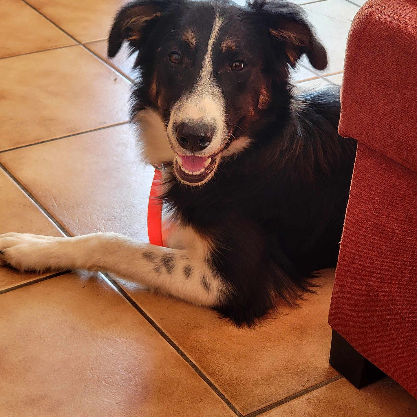 Billy a rejoint le concours — aidez-le/la à gagner de superbes lots ! dog, border_collie, black_and_white, brown, fluffy, happy, smiling, open_mouth, portrait, indoor, tile_floor, living_room, armchair, lying_down, paws, long_hair, pet, animal, home, photography