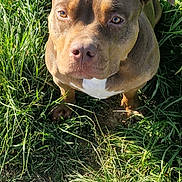 Lunéa participe au concours pour gagner de l'argent avec cette photo : dog, brown_dog, grass, outdoor, pet, animal, sunlight, nature, canine, ears, face, fur, nose, eyes, paw, sitting, daylight, close_up, cute, alert
