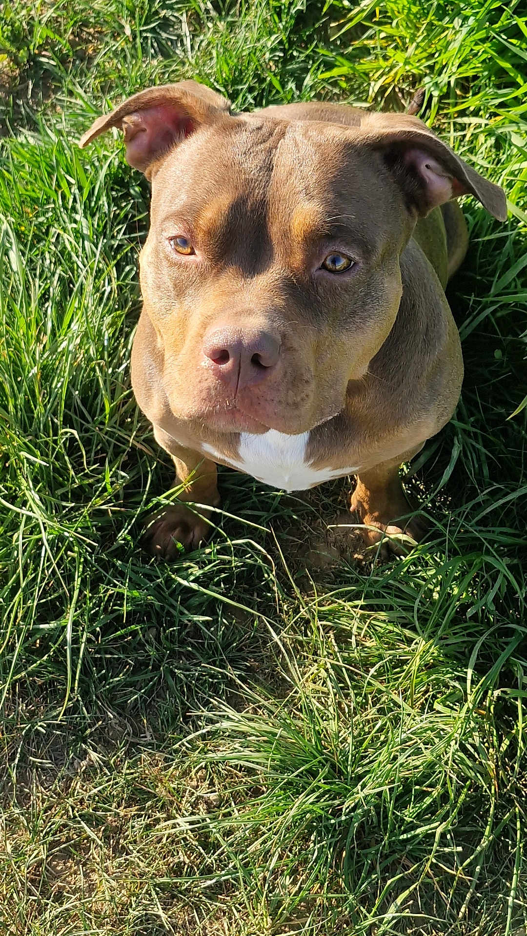 Lunéa participe au concours pour gagner de l'argent avec cette photo : dog, brown_dog, grass, outdoor, pet, animal, sunlight, nature, canine, ears, face, fur, nose, eyes, paw, sitting, daylight, close_up, cute, alert