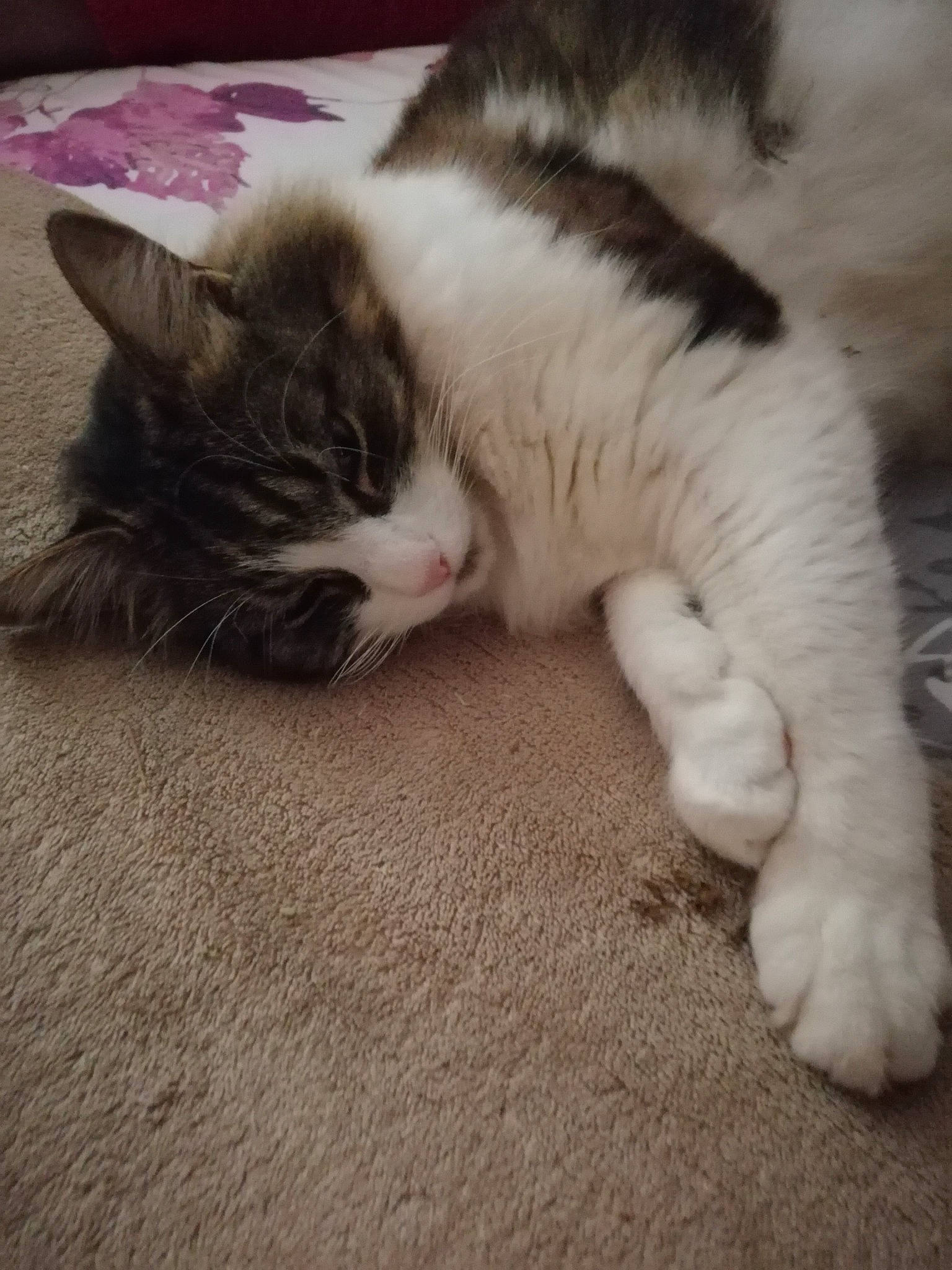 Doune a rejoint le concours — aidez-le/la à gagner de superbes lots ! aegean_cat, american_wirehair, carnivore, cat, claw, domestic_short_haired_cat, european_shorthair, felidae, fur, kitten, mammal, nap, norwegian_forest_cat, nose, paw, polydactyl_cat, sleep, small_to_medium_sized_cats, tail, whiskers