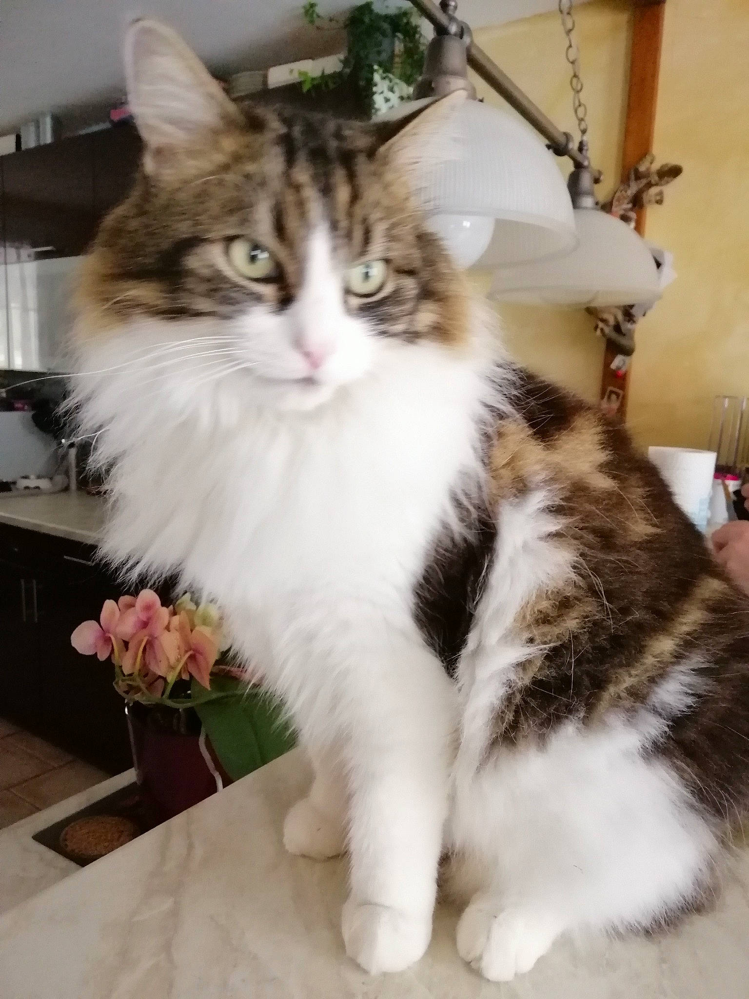 Doune a rejoint le concours — aidez-le/la à gagner de superbes lots ! aegean_cat, american_curl, american_wirehair, british_semi_longhair, carnivore, cat, cymric, domestic_long_haired_cat, domestic_short_haired_cat, european_shorthair, felidae, kitten, maine_coon, mammal, norwegian_forest_cat, polydactyl_cat, ragamuffin, small_to_medium_sized_cats, vertebrate, whiskers