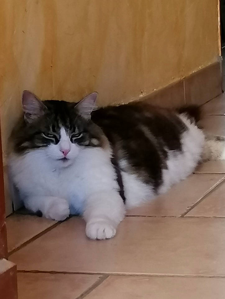 Doune participe au concours pour gagner de l'argent avec cette photo : aegean_cat, american_curl, british_semi_longhair, carnivore, cat, cymric, domestic_long_haired_cat, domestic_short_haired_cat, fawn, felidae, kitten, mammal, norwegian_forest_cat, persian, polydactyl_cat, ragamuffin, small_to_medium_sized_cats, tail, vertebrate, whiskers