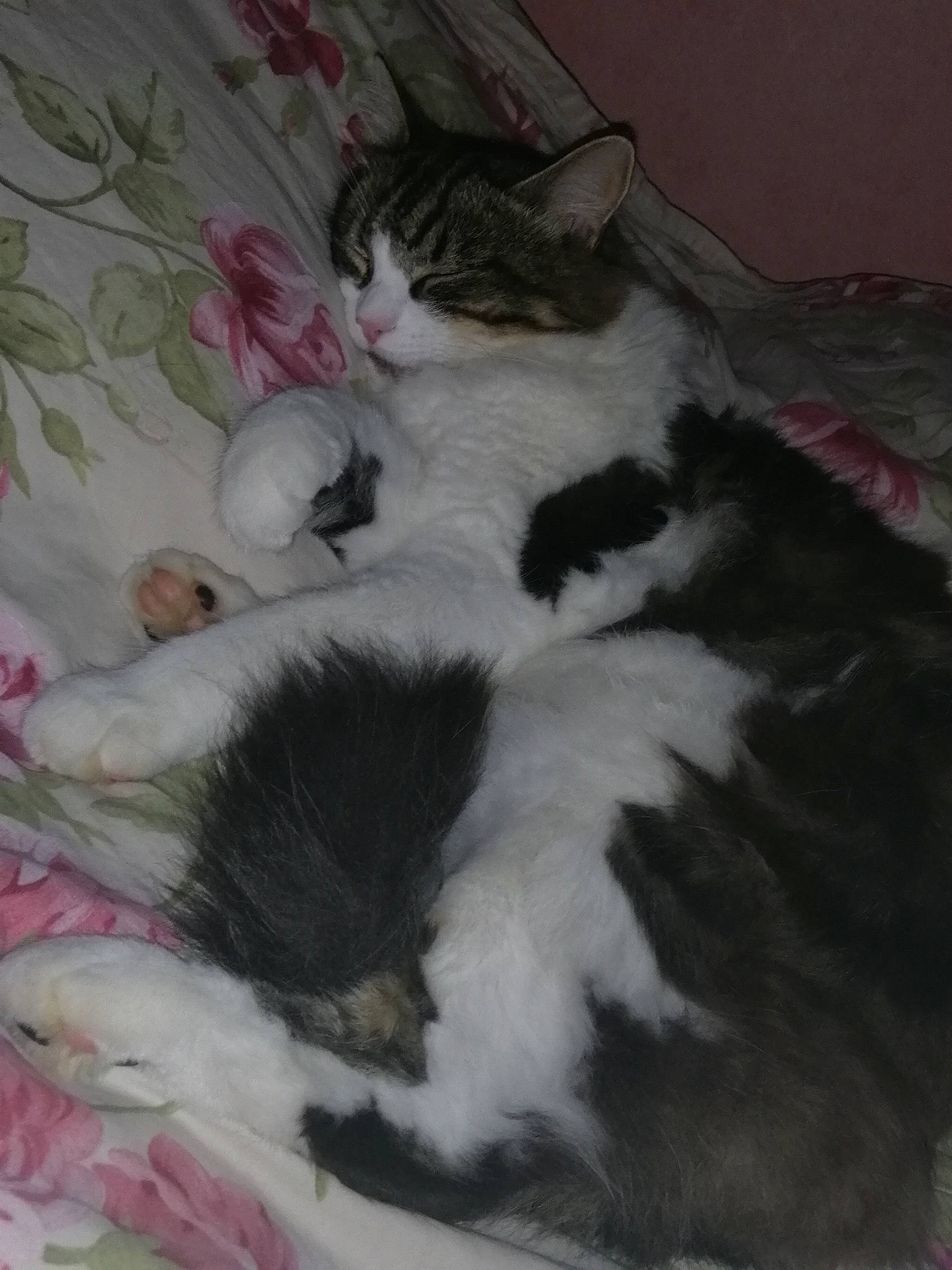 Doune a rejoint le concours — aidez-le/la à gagner de superbes lots ! carnivore, cat, domestic_long_haired_cat, felidae, fur, kitten, mammal, nap, norwegian_forest_cat, polydactyl_cat, ragamuffin, small_to_medium_sized_cats, tail, whiskers