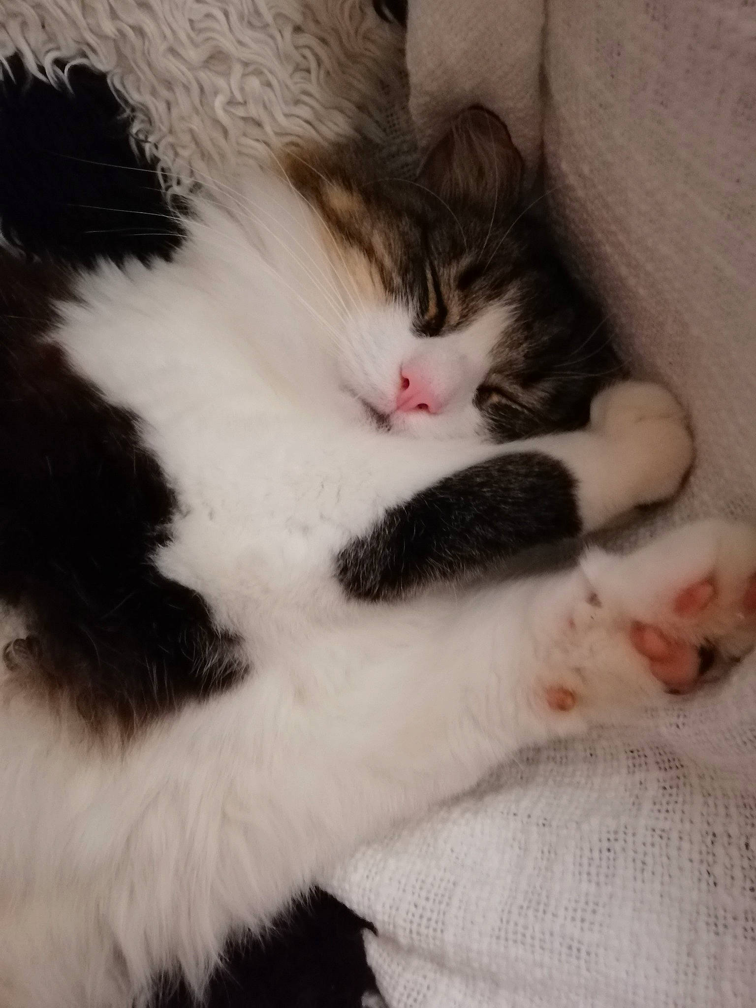 Doune participe au concours pour gagner de l'argent avec cette photo : aegean_cat, black_and_white, carnivore, cat, european_shorthair, felidae, fur, kitten, mammal, nap, norwegian_forest_cat, nose, paw, polydactyl_cat, skin, sleep, small_to_medium_sized_cats, snout, turkish_van, whiskers