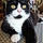 Oggy
