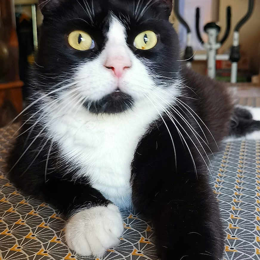 Oggy