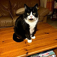 Oggy a rejoint le concours — aidez-le/la à gagner de superbes lots ! cat, black_and_white, table, wooden_table, living_room, couch, leather_couch, flowers, red_flowers, pet, animal, indoor, fur, whiskers, eyes, tongue, curious, sitting, domestic, feline