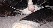 Oggy a rejoint le concours — aidez-le/la à gagner de superbes lots ! cat, black_and_white, sleeping, paw, whiskers, fur, close_up, resting, indoor, pet, animal, cozy, relaxed, cute, nap, mammal, feline, soft, quiet, calm