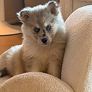Blue participe au concours pour gagner de l'argent avec cette photo : animal, armchair, blue_eyes, cozy, cute, dog, ears, eyes, face, fluffy, furniture, home, indoors, nose, pet, photography, portrait, puppy, sitting, white_fur