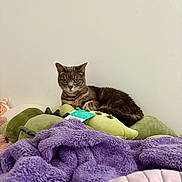 Belle joined the competition — help win amazing prizes! cat, tabby, plush, pillow, blanket, purple_blanket, pink_blanket, green_pillow, stuffed_animal, indoor, pet, feline, resting, cozy, animal, fur, cute, relaxed, home, wall