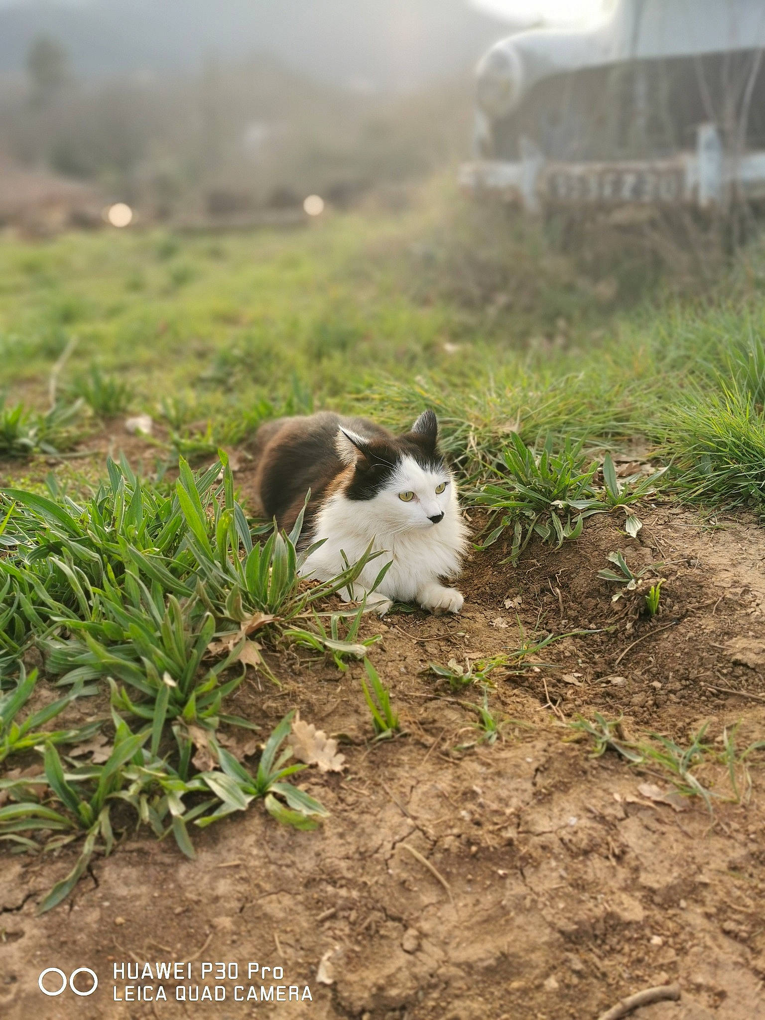 Oasis a rejoint le concours — aidez-le/la à gagner de superbes lots ! building, cat, companion_dog, dog_breed, felidae, field, fog, grass, grassland, landscape, mist, plant, rural_area, sky, small_to_medium_sized_cats, soil, tail, terrestrial_animal, whiskers, wilderness