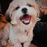 Toby Bear is registered to the contest to win money with this photo: dog, pet, smiling, happy, fluffy, indoor, floor, tile, canine, cute, animal, fur, small_dog, companion, domestic, face, mouth_open, teeth, sitting, tongue