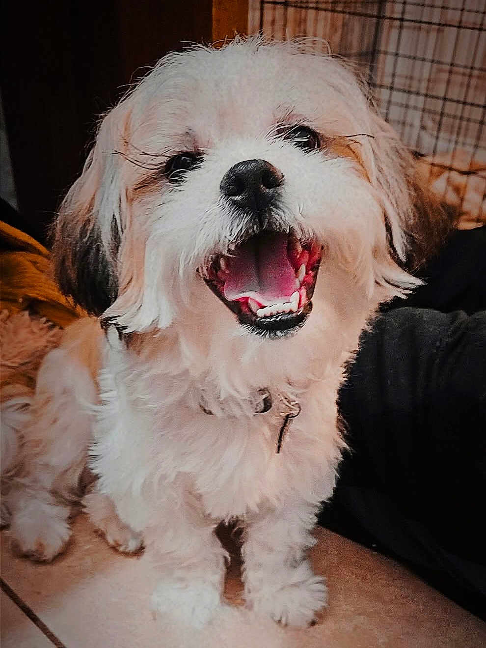 Toby Bear is registered to the contest to win money with this photo: dog, pet, smiling, happy, fluffy, indoor, floor, tile, canine, cute, animal, fur, small_dog, companion, domestic, face, mouth_open, teeth, sitting, tongue