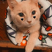 Blaze joined the competition — help win amazing prizes! cat, orange_cat, blanket, cute, pet, indoor, table, books, collar, animal, feline, whiskers, ears, eyes, face, fur, domestic_animal, resting, cozy, heart_stickers