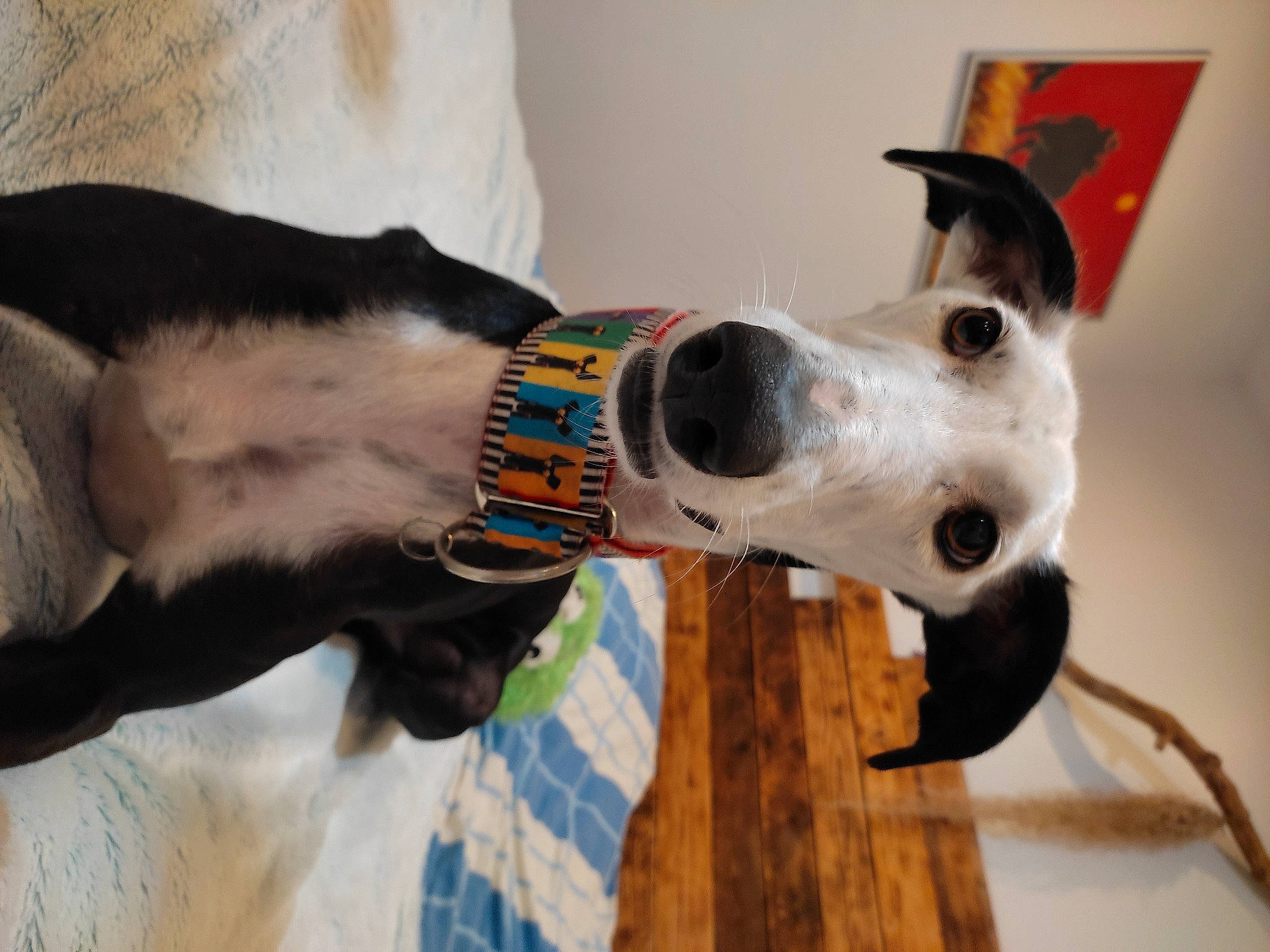 Ola participe au concours pour gagner de l'argent avec cette photo : canidae, carnivore, collar, companion_dog, dog, dog_breed, dog_collar, dog_supply, fashion_accessory, fawn, fur, leash, non_sporting_group, pet_supply, snout, sporting_group, terrestrial_animal, whiskers, wood, working_animal