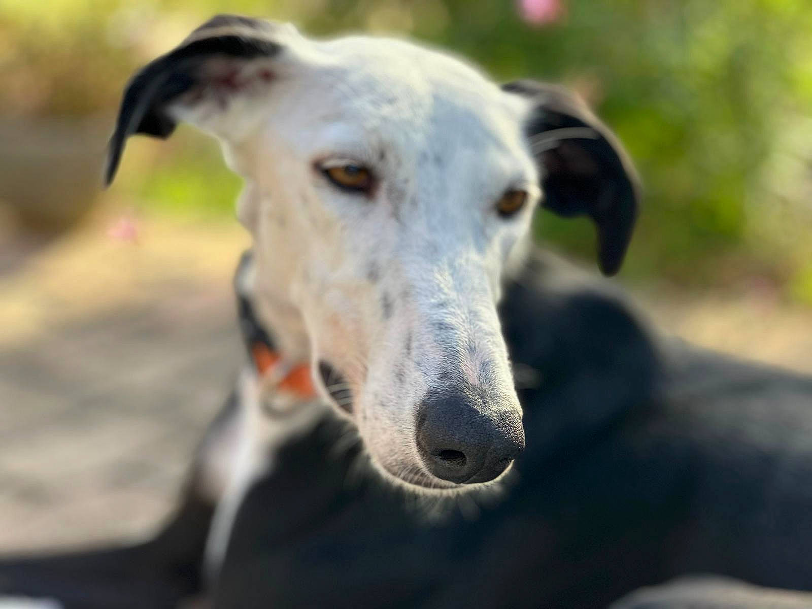 Ola participe au concours pour gagner de l'argent avec cette photo : ancient_dog_breeds, canidae, carnivore, collar, companion_dog, dog, dog_breed, dog_collar, fawn, grass, magyar_agar, non_sporting_group, rampur_greyhound, sighthound, snout, sporting_group, terrestrial_animal, whiskers, wildlife, working_animal