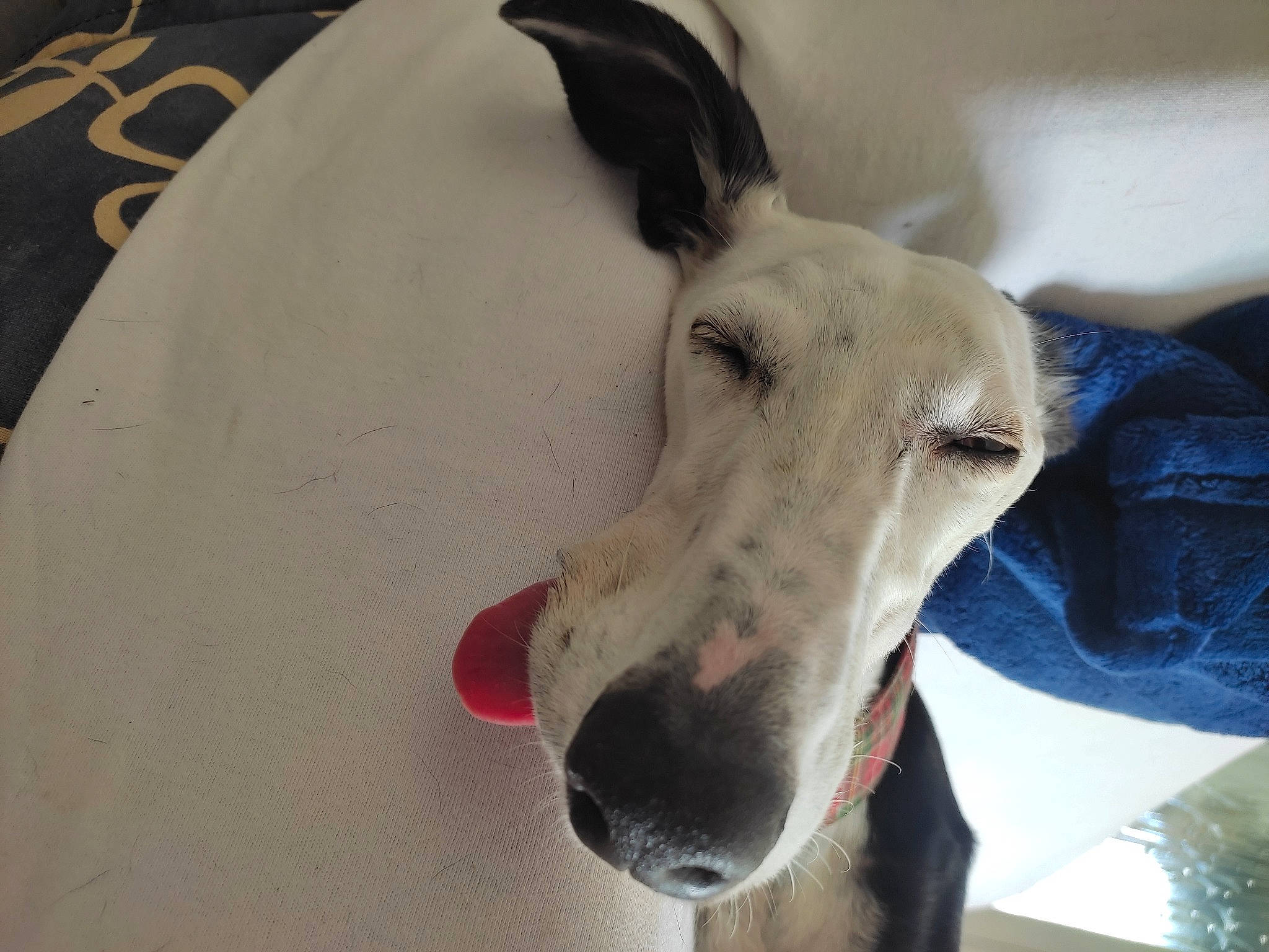 Ola a rejoint le concours — aidez-le/la à gagner de superbes lots ! art, canidae, carnivore, collar, companion_dog, dog, dog_breed, dog_collar, ear, english_white_terrier, fawn, guard_dog, pet_supply, rampur_greyhound, sighthound, snout, sporting_group, terrestrial_animal, whiskers, working_animal