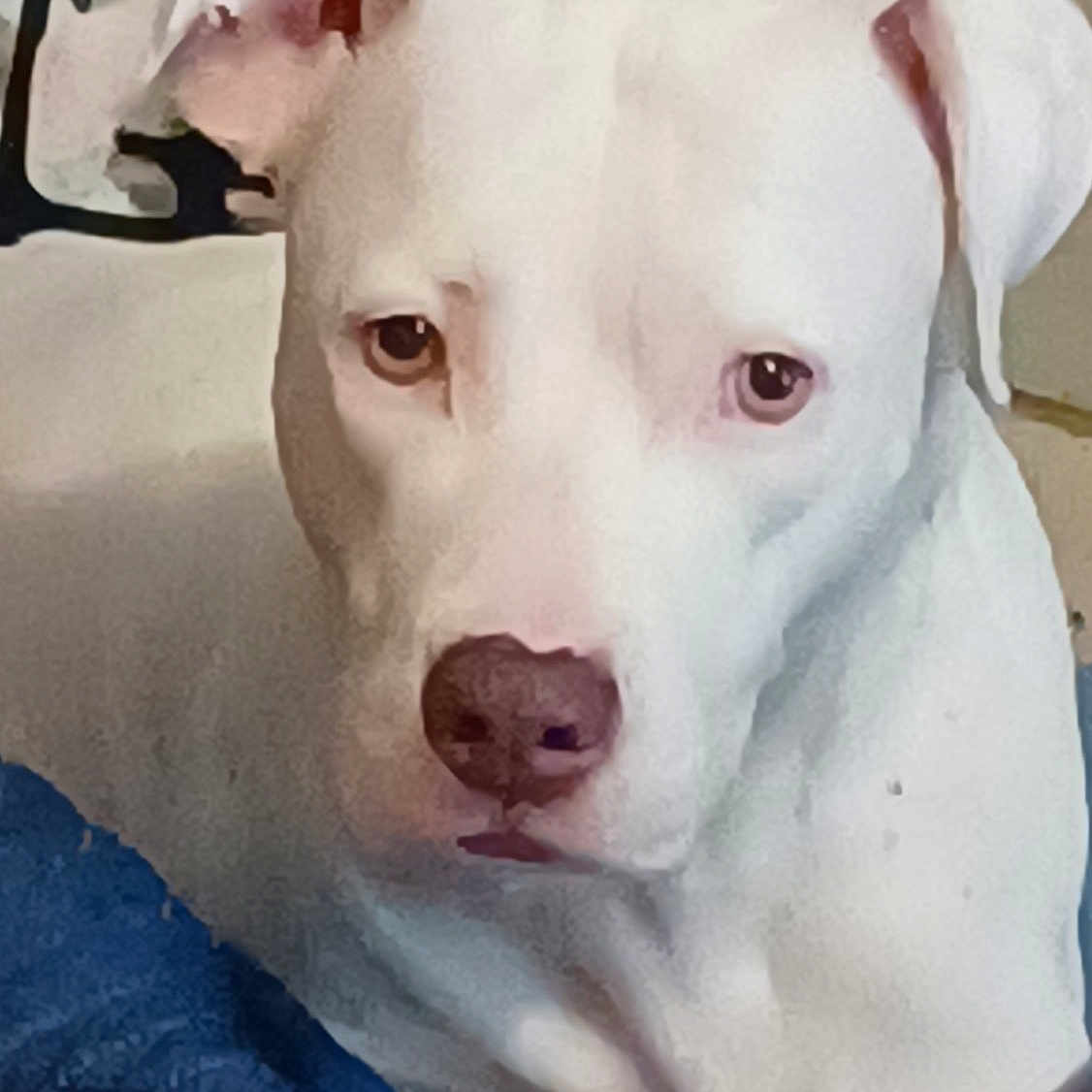 Karma joined the competition — help win amazing prizes! canidae, carnivore, collar, companion_dog, dog, dog_breed, dog_collar, dogo_guatemalteco, ear, fawn, head, jaw, non_sporting_group, pet_supply, snout, sporting_group, terrestrial_animal, whiskers, white, working_animal