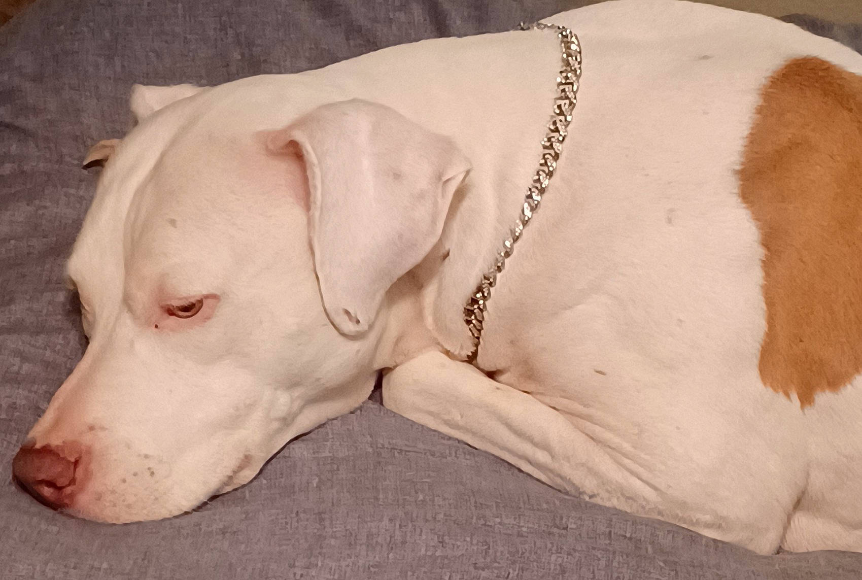 Karma joined the competition — help win amazing prizes! canidae, carnivore, collar, comfort, companion_dog, dog, dog_breed, dog_supply, ear, fawn, fur, liver, mammal, paw, pet_supply, snout, sporting_group, terrestrial_animal, whiskers, working_animal