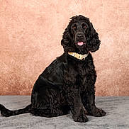 Urus a rejoint le concours — aidez-le/la à gagner de superbes lots ! dog, black_dog, curly_fur, pet, animal, sitting, collar, tongue_out, portrait, indoor, cute, friendly, studio, furry, canine, domestic_animal, looking_at_camera, background, texture, obedient