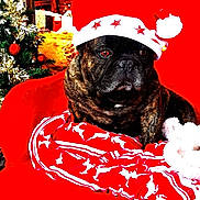 Nino participe au concours pour gagner de l'argent avec cette photo : dog, brindle, santa_hat, red_chair, blanket, reindeer_pattern, christmas_tree, ornaments, winter_scene, snow, wooden_cabin, holiday, festive, indoors, pet, animal, cozy, decorations, celebration, christmas
