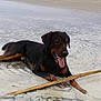 Thay participe au concours pour gagner de l'argent avec cette photo : austrian_black_and_tan_hound, carnivoran, dobermann, dog, dog_breed, dog_like_mammal, guard_dog, hellenikos_ichnilatis, hunting_dog, montenegrin_mountain_hound, pinscher, polish_hunting_dog, smaland_hound, snout, transylvanian_hound