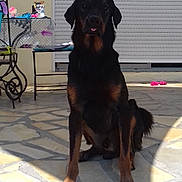 Thay a rejoint le concours — aidez-le/la à gagner de superbes lots ! austrian_black_and_tan_hound, carnivoran, dobermann, dog, dog_breed, dog_breed_group, dog_like_mammal, huntaway, mammal, polish_hunting_dog, rottweiler