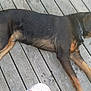 Thay a rejoint le concours — aidez-le/la à gagner de superbes lots ! austrian_black_and_tan_hound, black_and_tan_coonhound, carnivoran, dog, dog_breed, dog_breed_group, dog_like_mammal, hellenikos_ichnilatis, huntaway, hunting_dog, montenegrin_mountain_hound, polish_hunting_dog, snout, transylvanian_hound