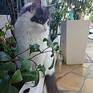 Power participe au concours pour gagner de l'argent avec cette photo : animal, blurred_background, cat, curious, fence, fluffy, fur, garden, gray, greenery, leaves, nature, outdoor, pavement, pet, plant, planter, tail, whiskers, white