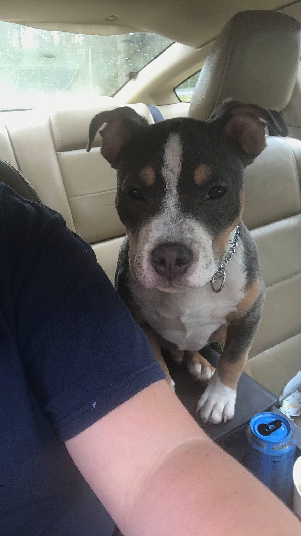 Boss Mann joined the competition — help win amazing prizes! american_pit_bull_terrier, american_staffordshire_terrier, canidae, carnivore, dog, dog_breed, ear, fawn, feist, mammal, non_sporting_group, nose, pit_bull, puppy, rare_breed_dog, snout, sporting_group, staffordshire_bull_terrier, terrier, vertebrate