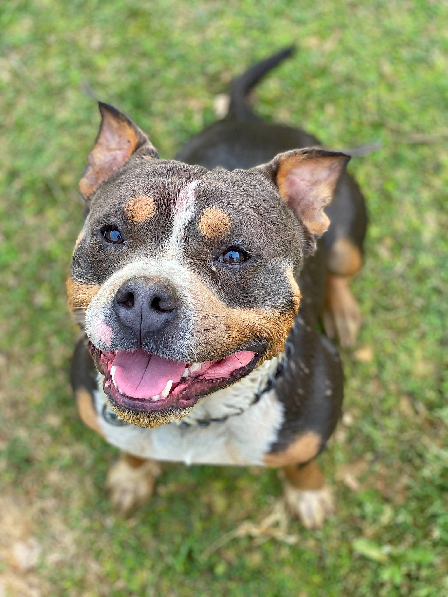 Boss Mann joined the competition — help win amazing prizes! american_pit_bull_terrier, american_staffordshire_terrier, canidae, carnivore, catahoula_bulldog, dog, dog_breed, fawn, mammal, pit_bull, rare_breed_dog, snout, vertebrate, working_dog