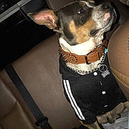 Boss Mann joined the competition — help win amazing prizes! canidae, carnivore, dog, dog_breed, fawn, feist, leash, miniature_pinscher, snout