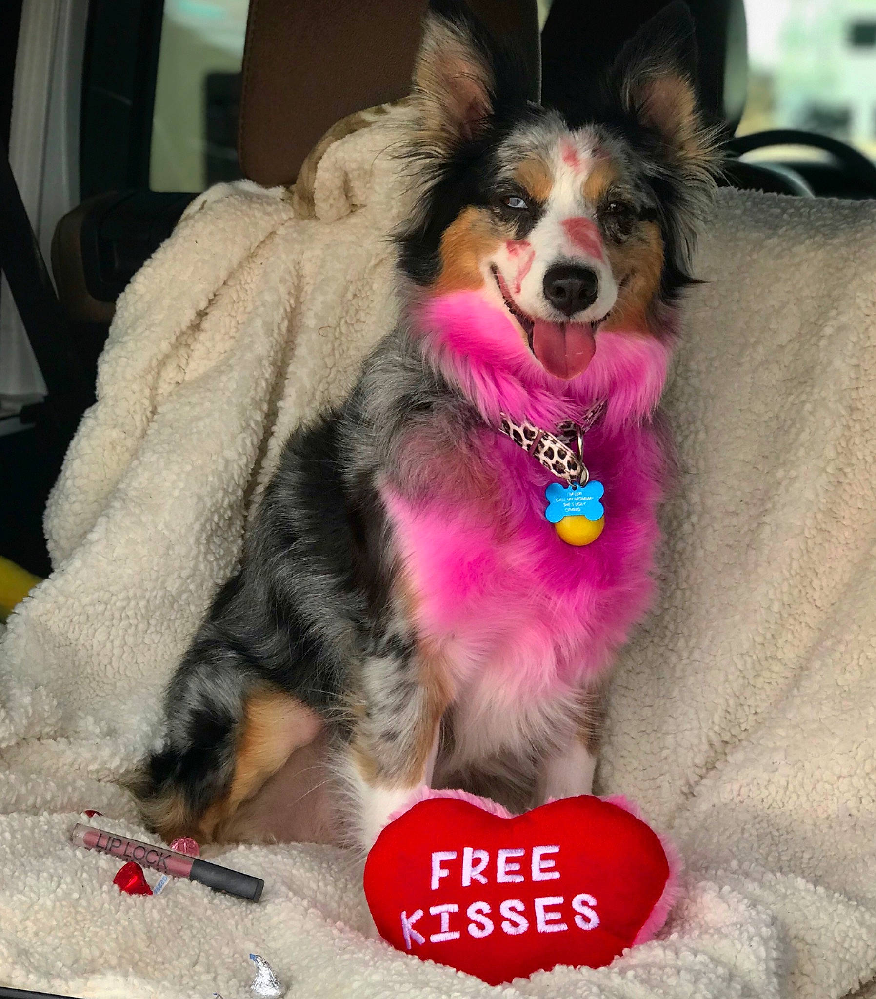 Lexi is registered to the contest to win money with this photo: australian_shepherd, canidae, carnivore, companion_dog, dog, dog_breed, dog_toy, fur, mammal, miniature_australian_shepherd, pink, puppy, puppy_love, shetland_sheepdog, snout, sporting_group