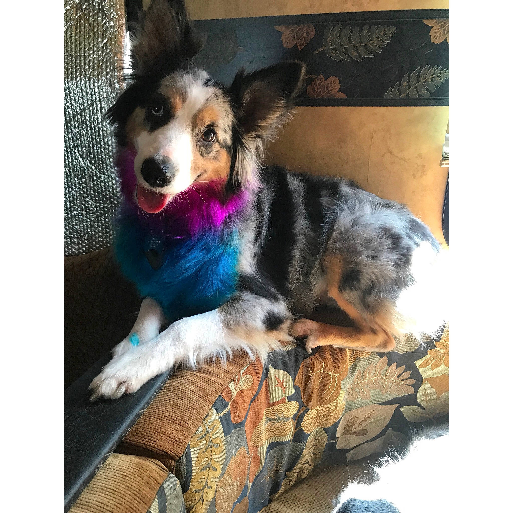 Lexi joined the competition — help win amazing prizes! australian_cattle_dog, australian_shepherd, border_collie, canidae, cardigan_welsh_corgi, carnivore, companion_dog, dog, dog_breed, herding_dog, koolie, mammal, miniature_australian_shepherd, pembroke_welsh_corgi, puppy, sporting_group, texas_heeler, vertebrate, welsh_corgi, working_dog