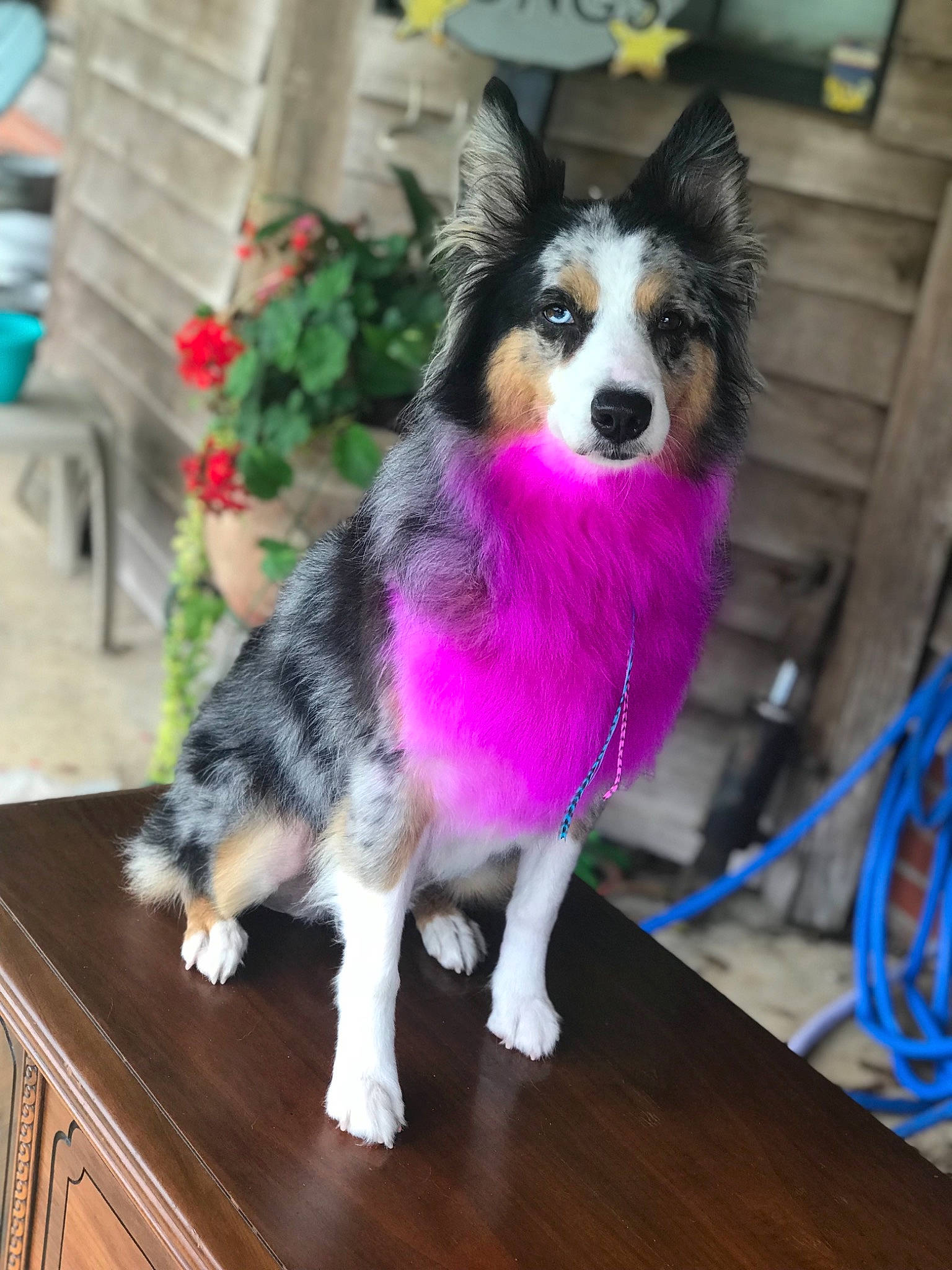 Lexi is registered to the contest to win money with this photo: australian_collie, australian_shepherd, border_collie, canidae, carnivore, companion_dog, dog, dog_breed, fur, mammal, pink, rough_collie, scotch_collie, shetland_sheepdog, snout, sporting_group, vertebrate
