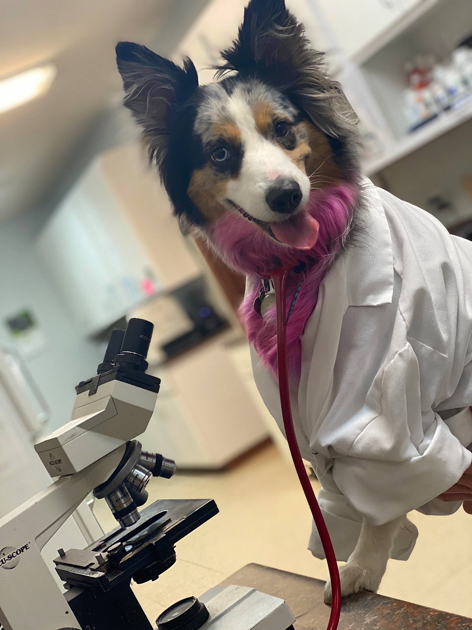 Lexi joined the competition — help win amazing prizes! border_collie, canidae, carnivore, companion_dog, dog, dog_breed, working_dog