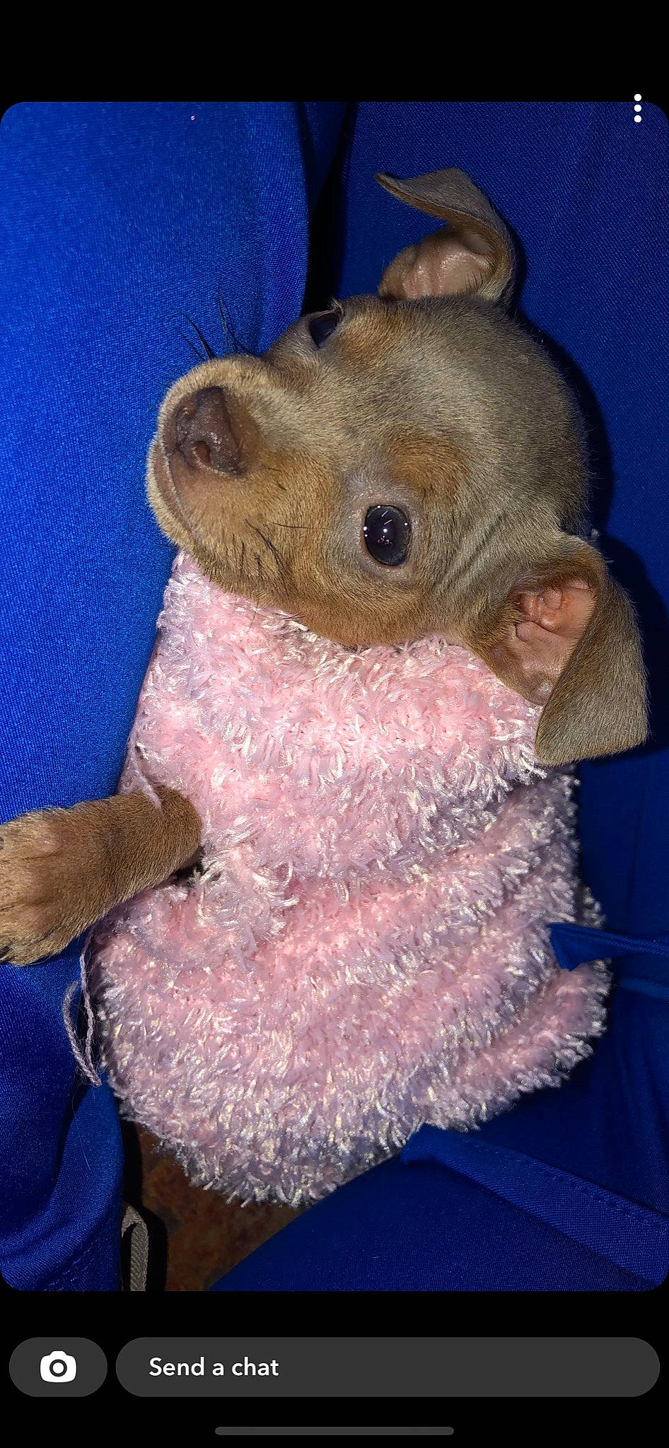 Flossy May is registered to the contest to win money with this photo: fawn, plush, snout, stuffed_toy, teddy_bear, toy