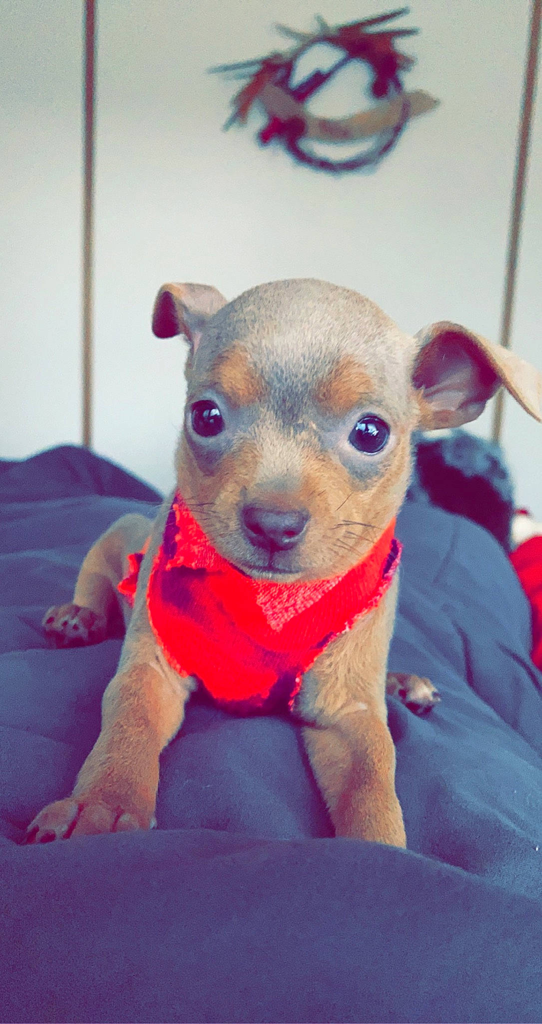 Flossy May is registered to the contest to win money with this photo: canidae, carnivore, chihuahua, companion_dog, dog, dog_breed, fawn, german_pinscher, mammal, miniature_pinscher, non_sporting_group, pinscher, puppy, rare_breed_dog, russkiy_toy, snout, toy_dog, vertebrate