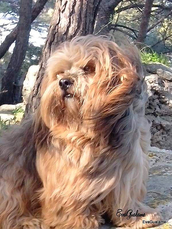 Gibbs participe au concours pour gagner de l'argent avec cette photo : canidae, carnivore, companion_dog, dog, dog_breed, fawn, fur, liver, plant, shih_tzu, small_terrier, snout, sporting_group, terrier, toy_dog, tree, trunk, water_dog, wood, working_animal