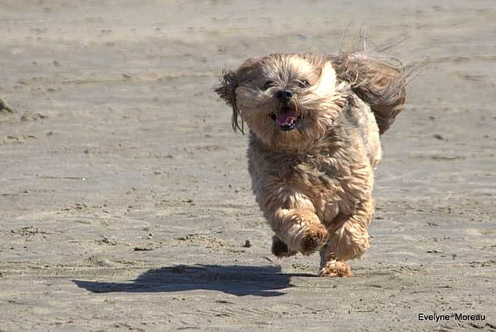 Gibbs participe au concours pour gagner de l'argent avec cette photo : canidae, carnivore, companion_dog, dog, dog_breed, fawn, fur, liver, maltepoo, poodle_crossbreed, puppy, small_terrier, snout, soil, sporting_group, terrestrial_animal, terrier, toy_dog, water_dog, working_animal