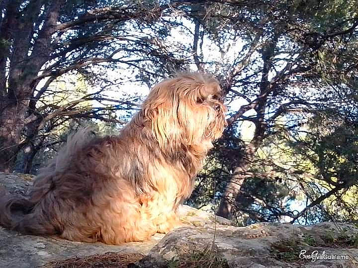 Gibbs a rejoint le concours — aidez-le/la à gagner de superbes lots ! canidae, carnivore, companion_dog, dog, dog_breed, fawn, fur, grass, liver, sky, small_terrier, sporting_group, terrestrial_animal, terrier, toy_dog, tree, trunk, water_dog, wildlife, wood