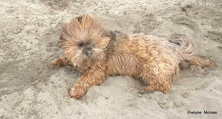 Gibbs participe au concours pour gagner de l'argent avec cette photo : canidae, carnivore, companion_dog, dog, dog_breed, fawn, fur, liver, poodle_crossbreed, small_terrier, snout, soil, sporting_group, tail, terrestrial_animal, terrier, toy_dog, water_dog, working_animal, yorkipoo