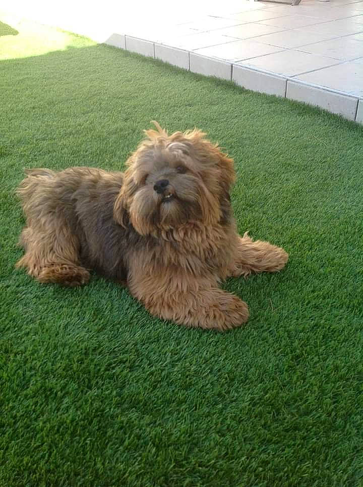 Gibbs participe au concours pour gagner de l'argent avec cette photo : asphalt, carnivore, companion_dog, dog, dog_breed, driveway, fence, fur, grass, groundcover, liver, non_sporting_group, poodle_crossbreed, road_surface, small_terrier, sporting_group, terrier, toy_dog, water_dog, working_animal