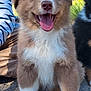 puppy, dog, smiling, happy, fluffy, outdoor, grass, person, striped_clothing, nature, animal, pet, cute, sitting, young, fur, face, tongue, paws, background