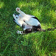 Nola is registered to the contest to win money with this photo: acrobatic, animal, belly_up, black_and_white, cat, cats, fur, garden, grass, greenery, lying_down, nature, outdoors, paws, pet, playfighting, playful, rolling, sunlight, whiskers