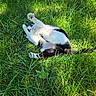 acrobatic, animal, belly_up, black_and_white, cat, cats, fur, garden, grass, greenery, lying_down, nature, outdoors, paws, pet, playfighting, playful, rolling, sunlight, whiskers
