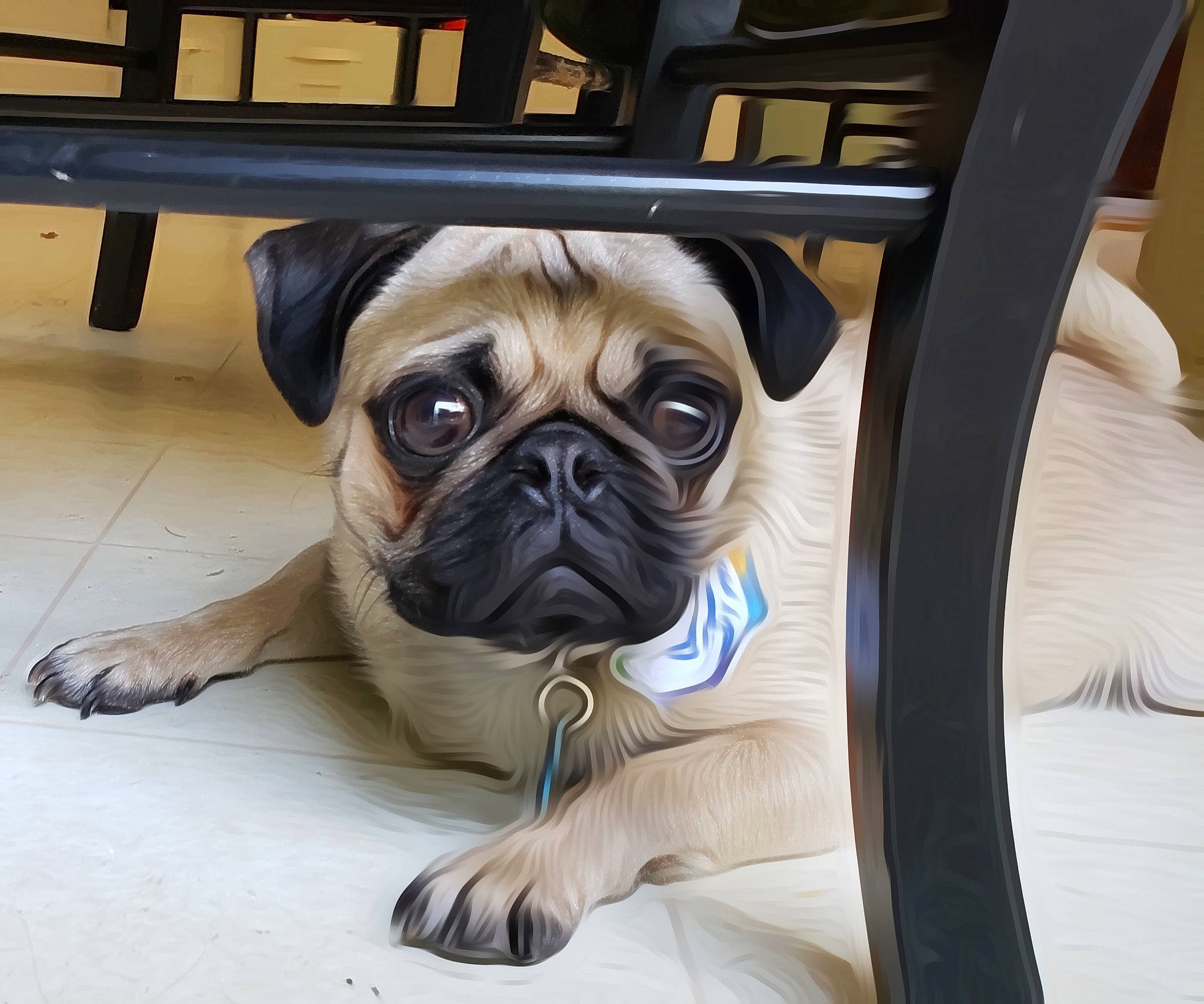 Ralphie is registered to the contest to win money with this photo: ancient_dog_breeds, canidae, carnivore, companion_dog, dog, dog_breed, eye, fawn, mammal, pug, puppy, puppy_love, skin, snout, sporting_group, toy_dog, vertebrate, wrinkle