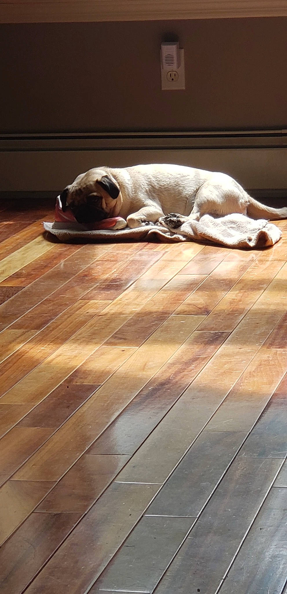 Ralphie is registered to the contest to win money with this photo: canidae, carnivore, companion_dog, dog, dog_breed, fawn, floor, flooring, hardwood, laminate_flooring, pointer, puppy, sporting_group, wood, wood_flooring