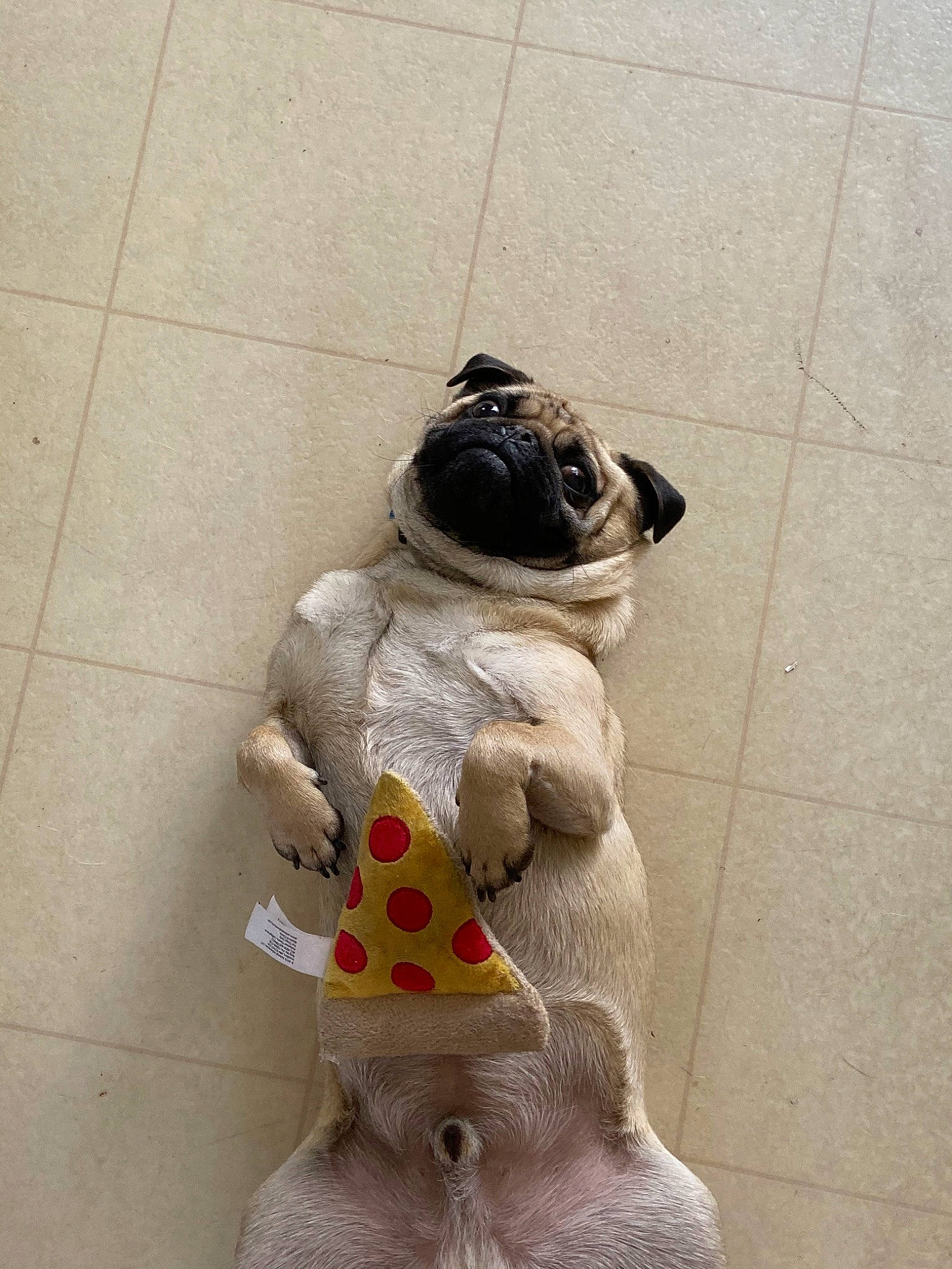 Ralphie joined the competition — help win amazing prizes! art, canidae, carnivore, companion_dog, dog, dog_breed, dog_clothes, dog_supply, dog_toy, fawn, pug, puppy, snout, sporting_group, tail, toy, toy_dog